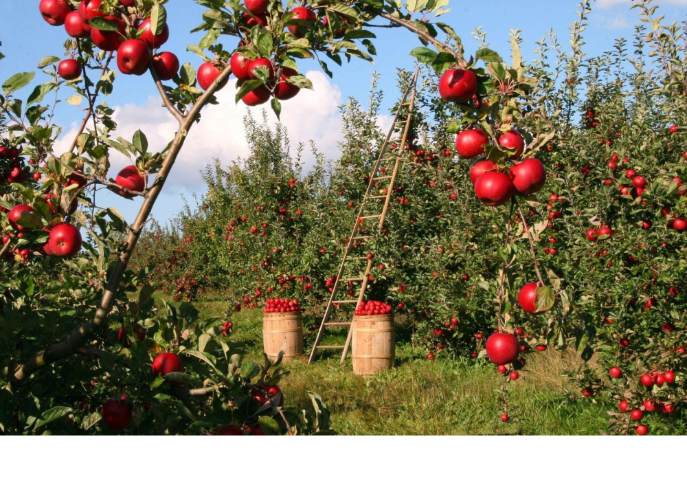 Pommes  [CS4-AS2-RS] (Automne 2026) 